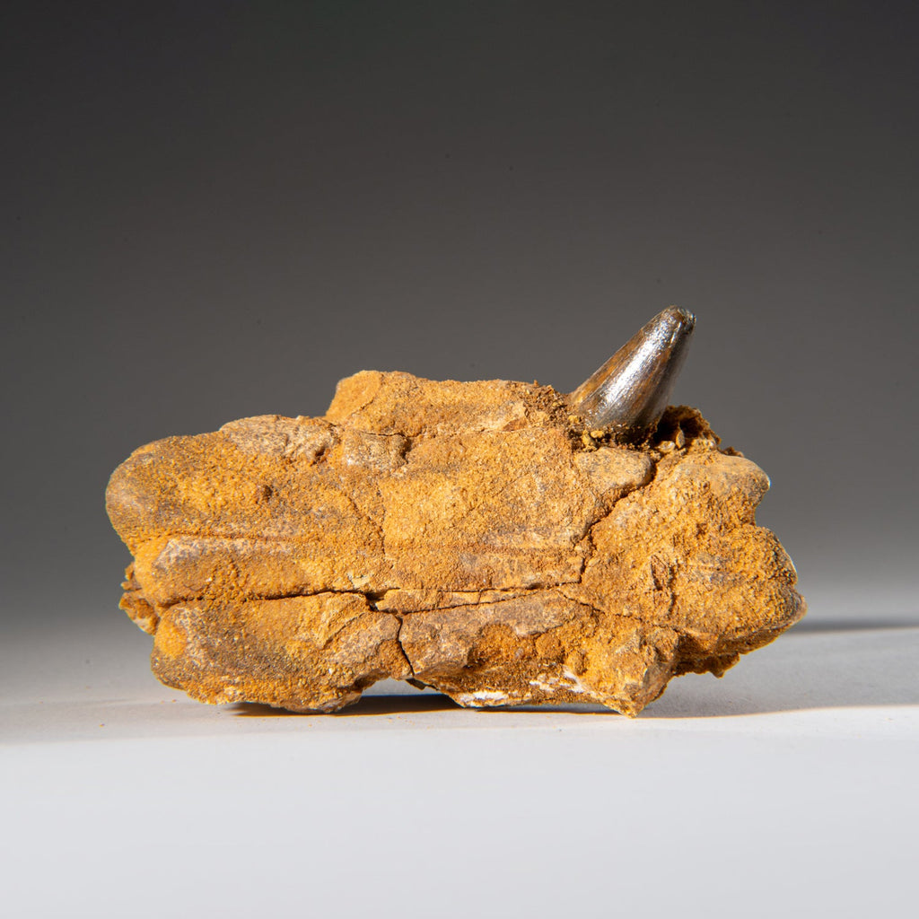 Genuine Mosasaur Tooth in a Fossilized Jaw bone