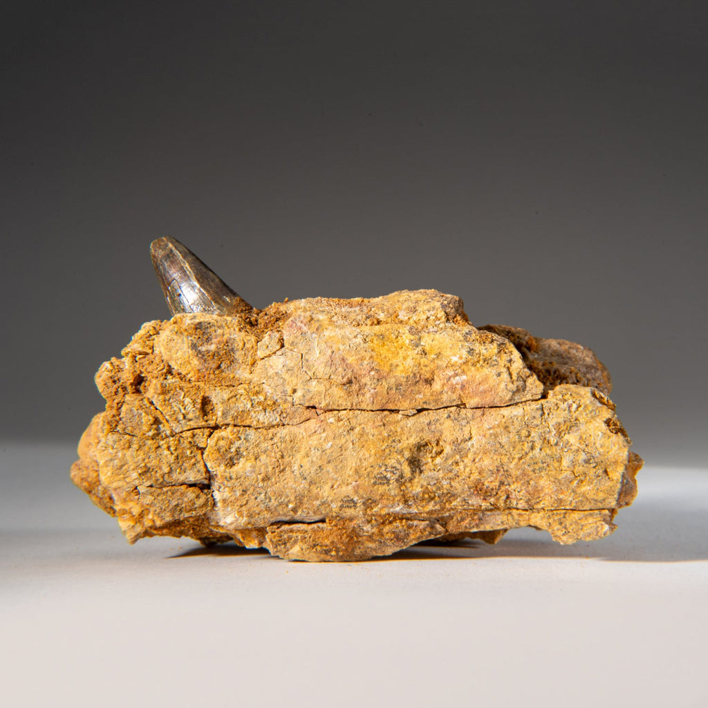 Genuine Mosasaur Tooth in a Fossilized Jaw bone