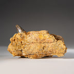 Genuine Mosasaur Tooth in a Fossilized Jaw bone