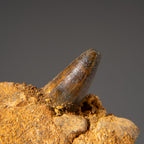 Genuine Mosasaur Tooth in a Fossilized Jaw bone