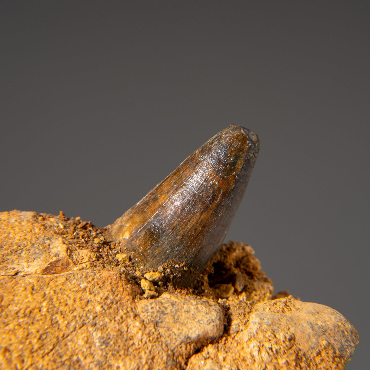 Genuine Mosasaur Tooth in a Fossilized Jaw bone