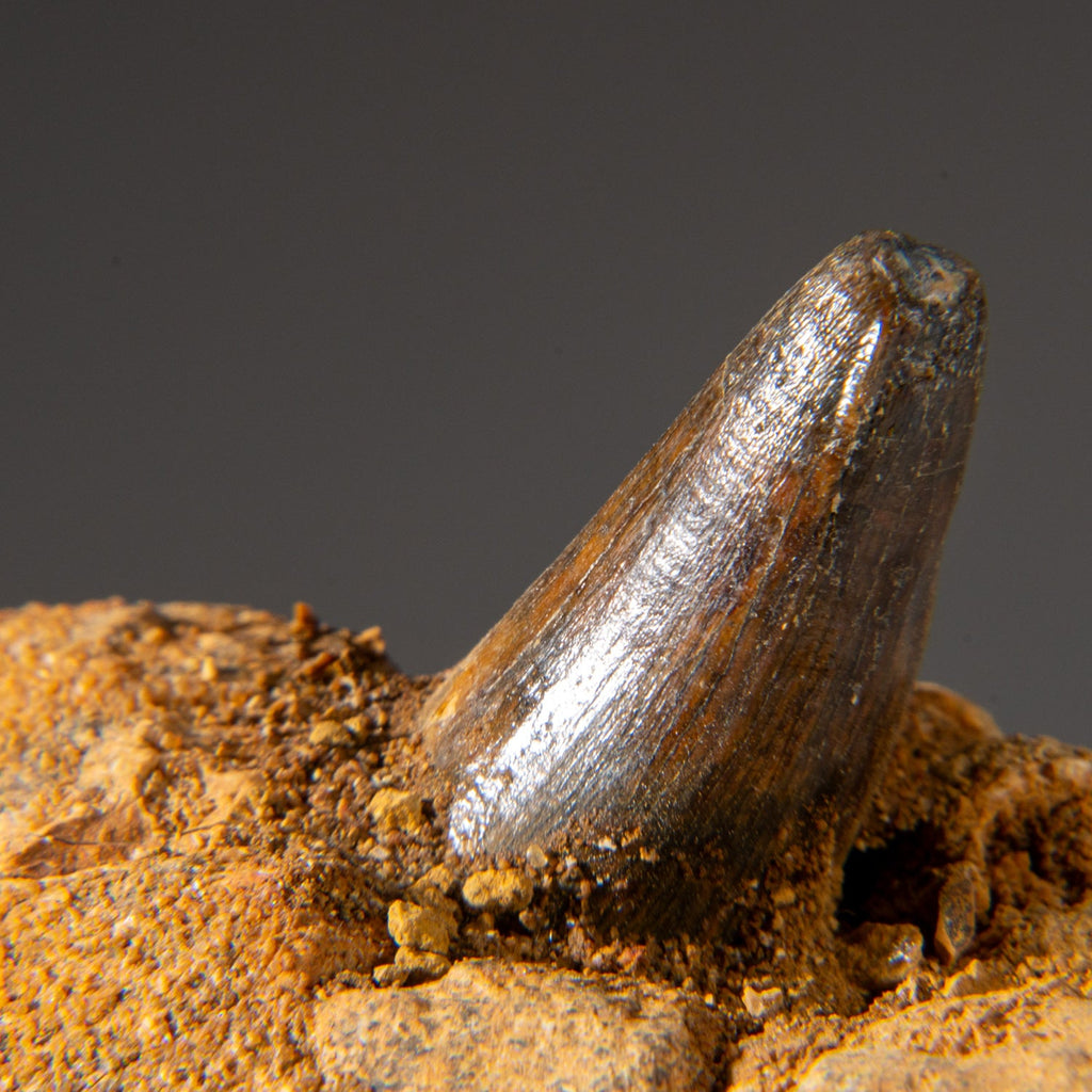 Genuine Mosasaur Tooth in a Fossilized Jaw bone