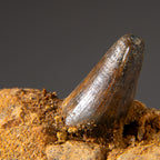 Genuine Mosasaur Tooth in a Fossilized Jaw bone