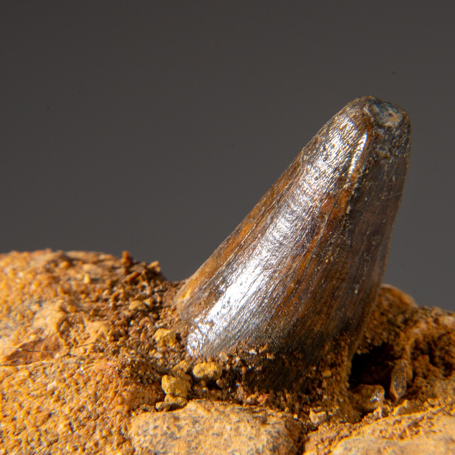 Genuine Mosasaur Tooth in a Fossilized Jaw bone