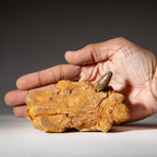Genuine Mosasaur Tooth in a Fossilized Jaw bone