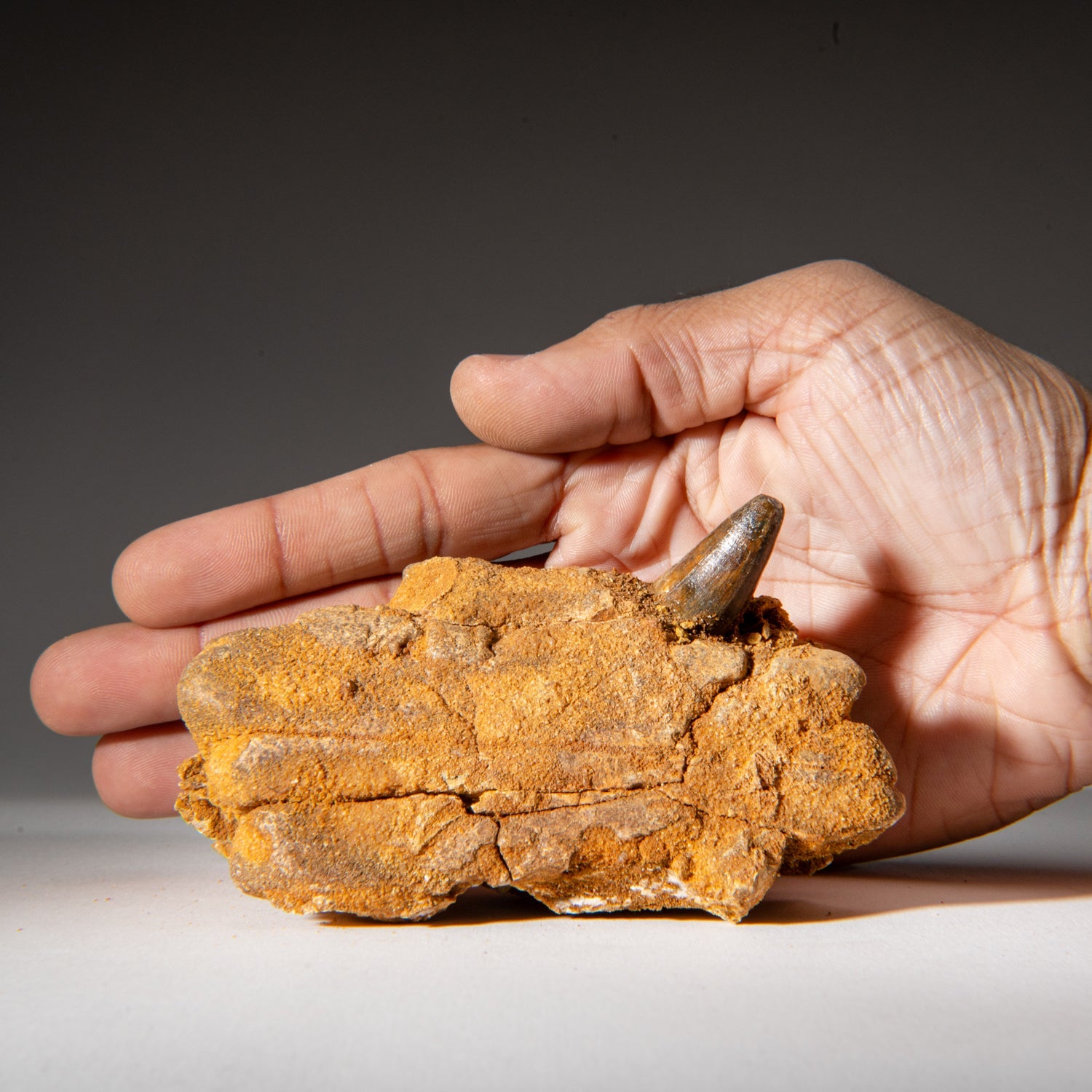 Genuine Mosasaur Tooth in a Fossilized Jaw bone