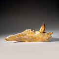 Genuine Mosasaur Tooth in a Fossilized Jaw bone