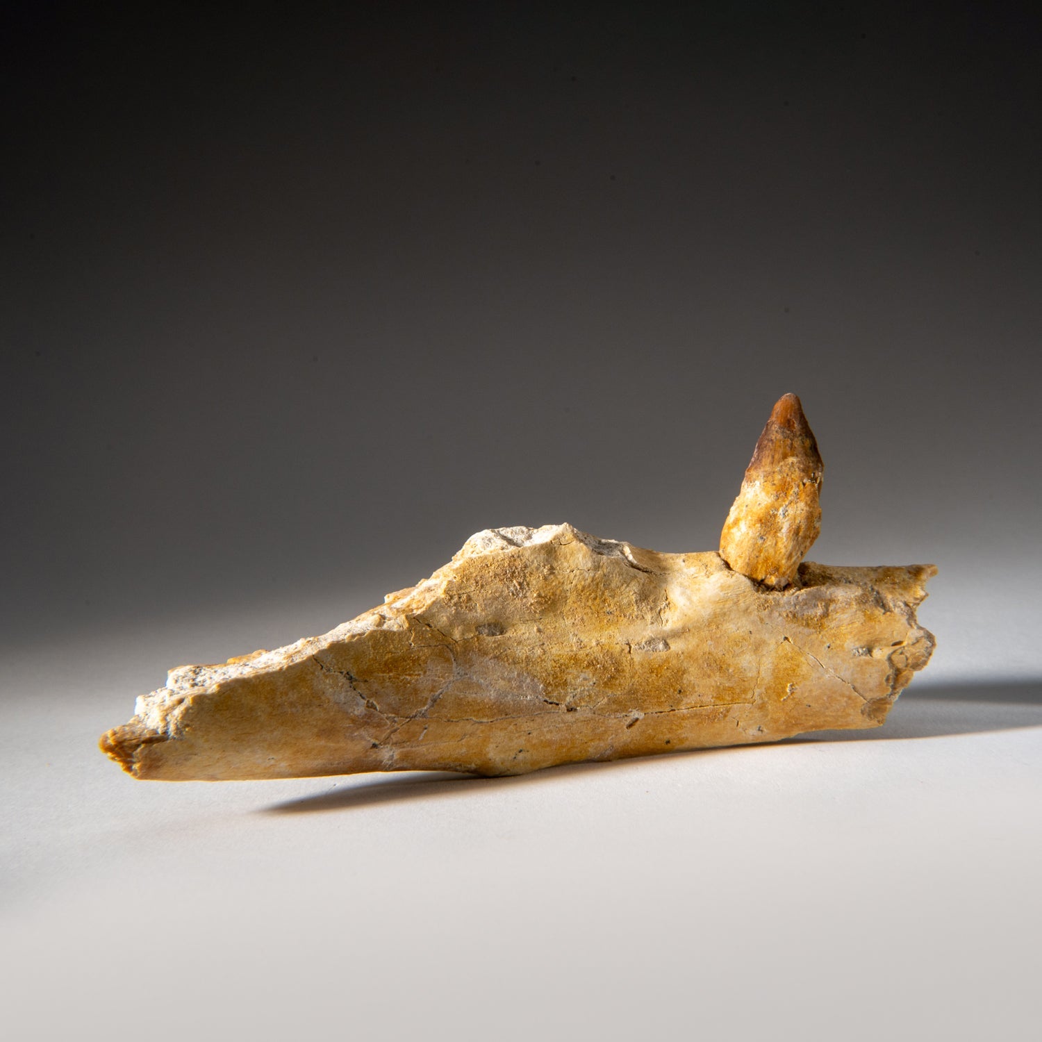 Genuine Mosasaur Tooth in a Fossilized Jaw bone