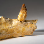 Genuine Mosasaur Tooth in a Fossilized Jaw bone