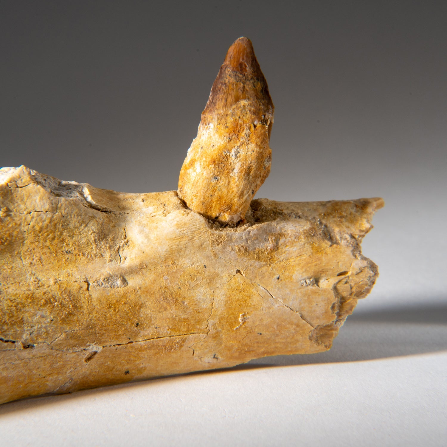Genuine Mosasaur Tooth in a Fossilized Jaw bone