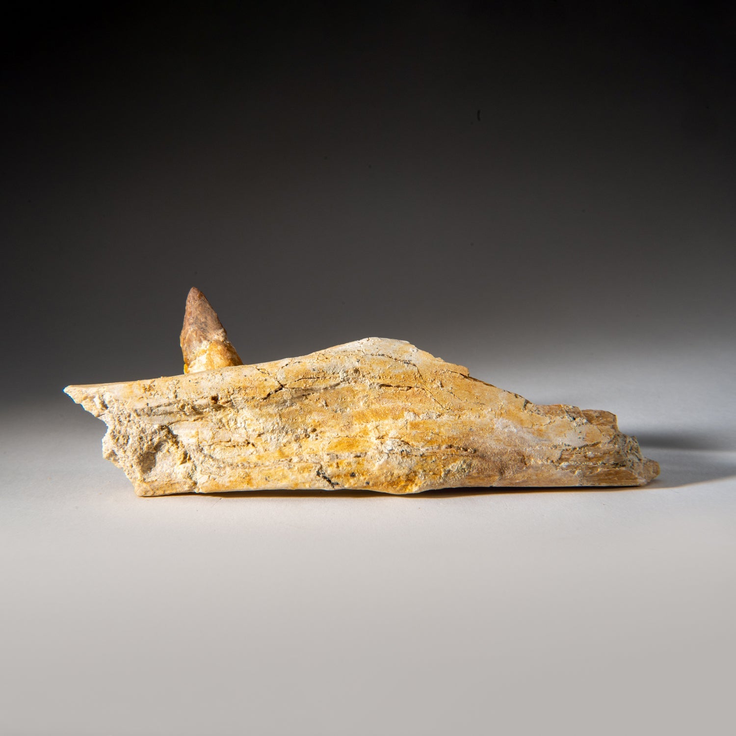 Genuine Mosasaur Tooth in a Fossilized Jaw bone