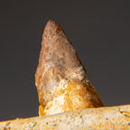 Genuine Mosasaur Tooth in a Fossilized Jaw bone