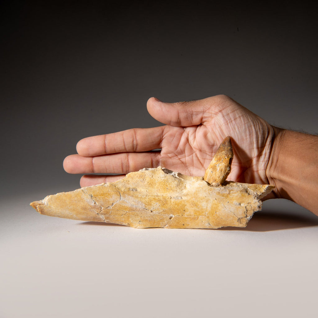 Genuine Mosasaur Tooth in a Fossilized Jaw bone