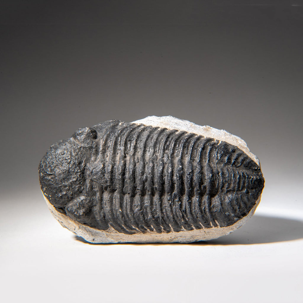 Genuine Asaphus Lepidurus Trilobite in Matrix from Morocco (1.3 lbs)
