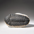 Genuine Asaphus Lepidurus Trilobite in Matrix from Morocco (1.3 lbs)