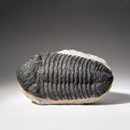 Genuine Asaphus Lepidurus Trilobite in Matrix from Morocco (1.3 lbs)