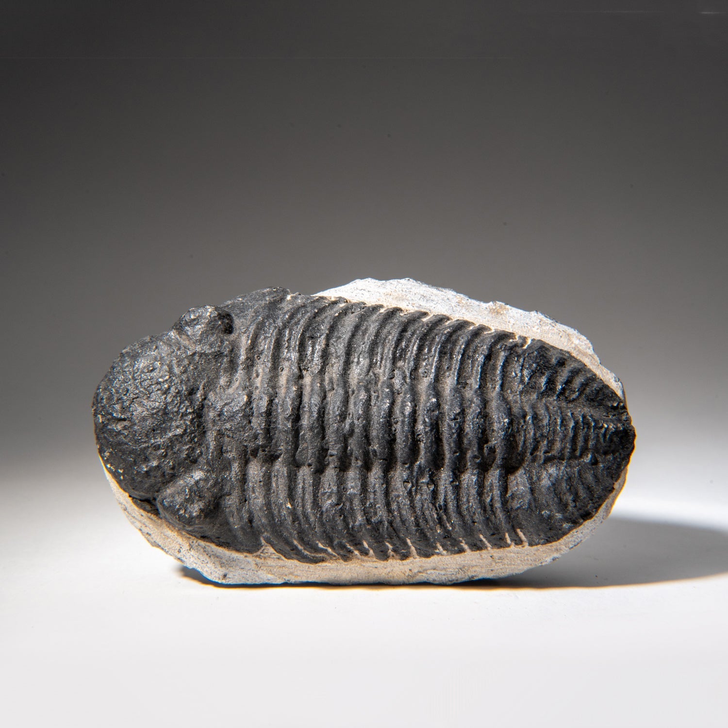 Genuine Asaphus Lepidurus Trilobite in Matrix from Morocco (1.3 lbs)