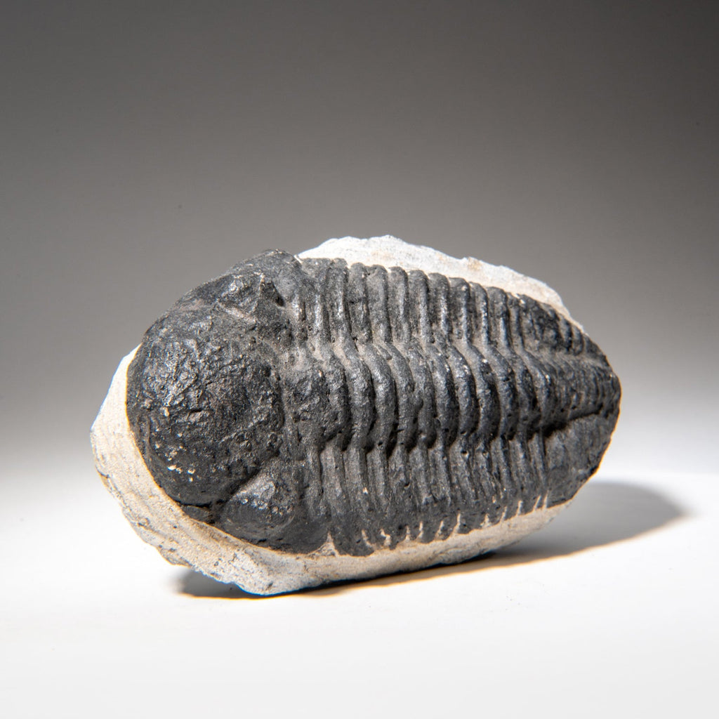 Genuine Asaphus Lepidurus Trilobite in Matrix from Morocco (1.3 lbs)