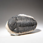 Genuine Asaphus Lepidurus Trilobite in Matrix from Morocco (1.3 lbs)