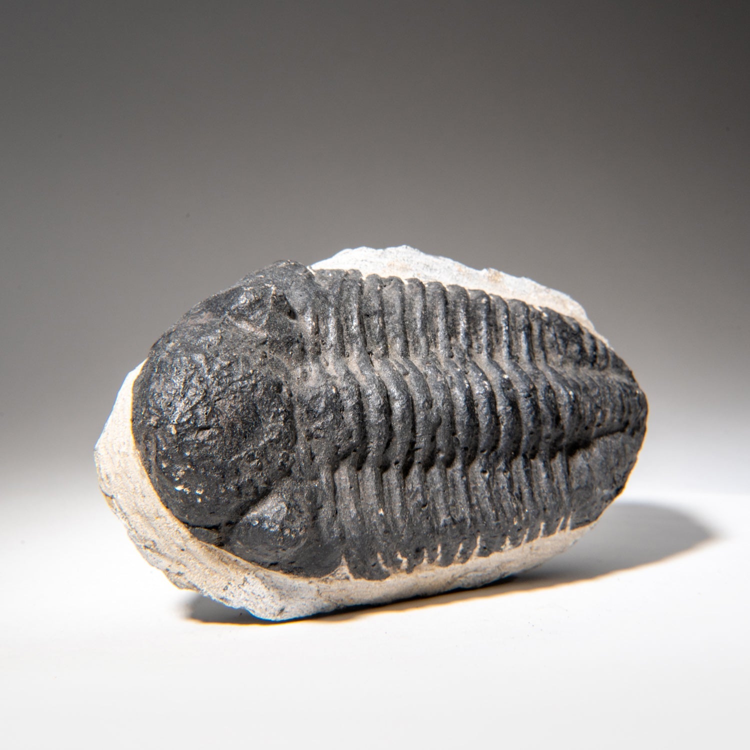 Genuine Asaphus Lepidurus Trilobite in Matrix from Morocco (1.3 lbs)