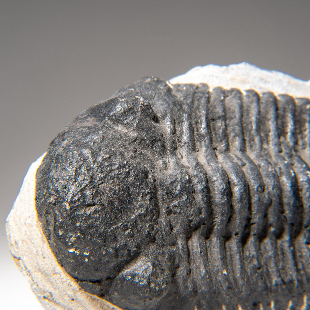 Genuine Asaphus Lepidurus Trilobite in Matrix from Morocco (1.3 lbs)