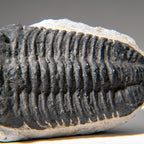 Genuine Asaphus Lepidurus Trilobite in Matrix from Morocco (1.3 lbs)