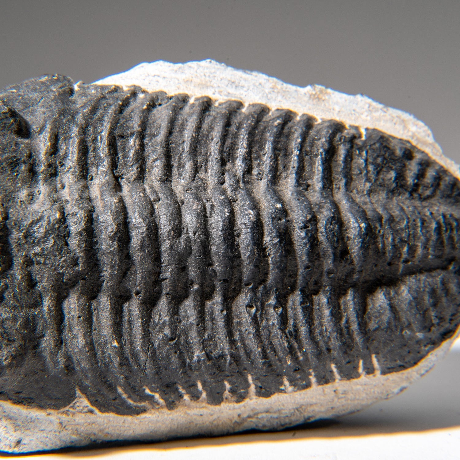 Genuine Asaphus Lepidurus Trilobite in Matrix from Morocco (1.3 lbs)