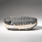 Genuine Asaphus Lepidurus Trilobite in Matrix from Morocco (1.3 lbs)