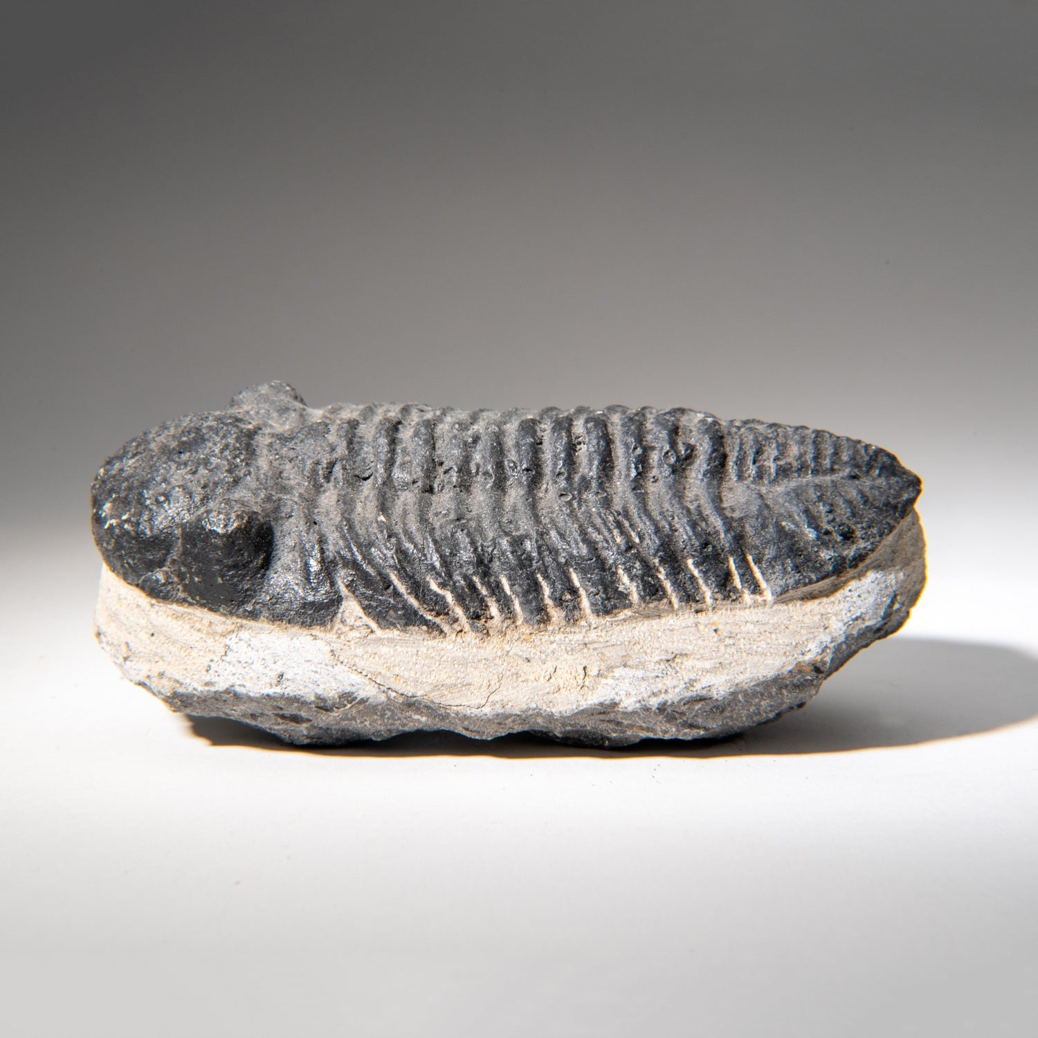 Genuine Asaphus Lepidurus Trilobite in Matrix from Morocco (1.3 lbs)