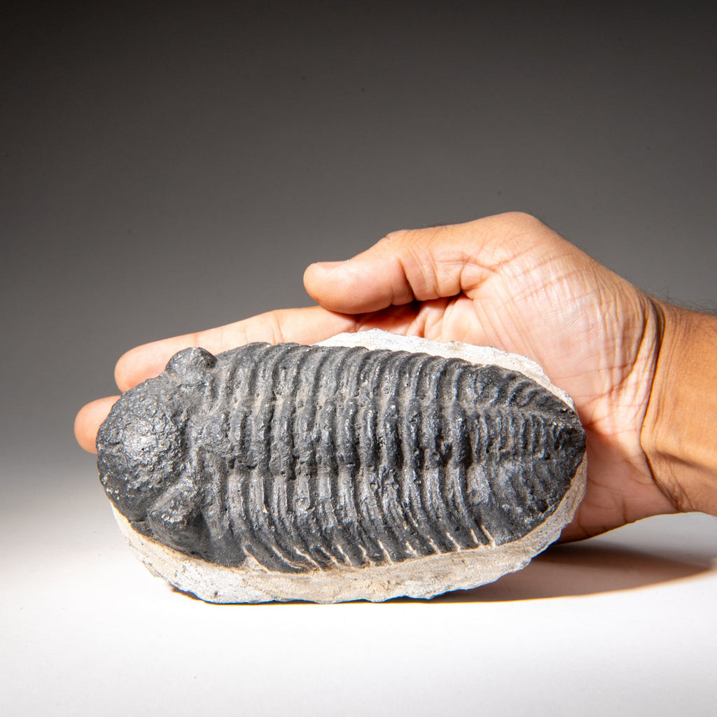Genuine Asaphus Lepidurus Trilobite in Matrix from Morocco (1.3 lbs)
