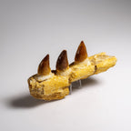 Genuine Mosasaur Tooth in a Fossilized Jaw bone (146.8 grams)