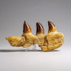 Genuine Mosasaur Tooth in a Fossilized Jaw bone (146.8 grams)