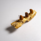 Genuine Mosasaur Tooth in a Fossilized Jaw bone (146.8 grams)