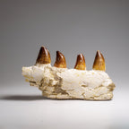Genuine Mosasaur Tooth in a Fossilized Jaw bone (443.6 grams)