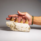 Genuine Mosasaur Tooth in a Fossilized Jaw bone (443.6 grams)