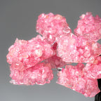 Genuine Rose Quartz Clustered Gemstone Tree on Amethyst Matrix (7 inch)(The Love Tree)