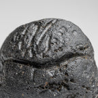 Genuine Museum Quality Indochinite Tektite (177 grams)