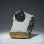 Ceratarges Spinosus Trilobite from Morocco (452.1 grams)
