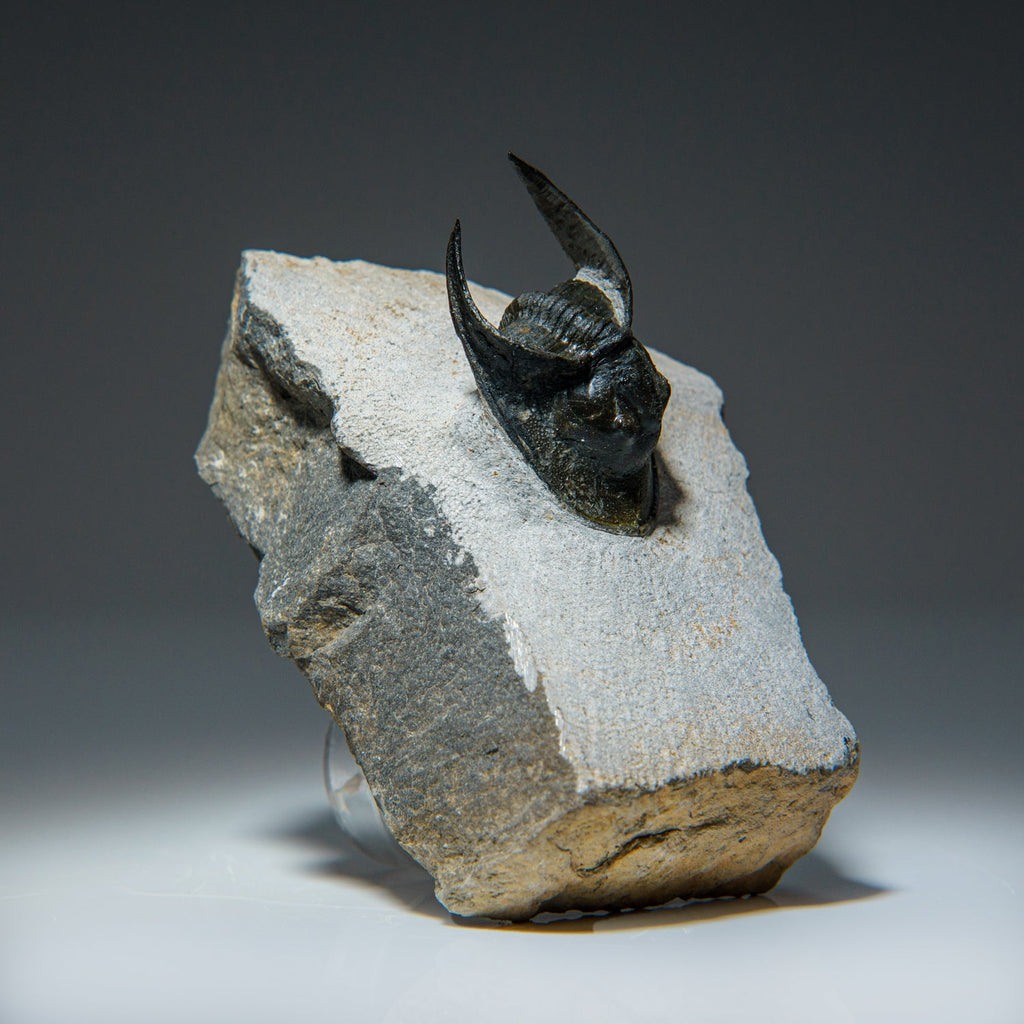 Ceratarges Spinosus Trilobite from Morocco (452.1 grams)