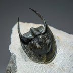 Ceratarges Spinosus Trilobite from Morocco (452.1 grams)