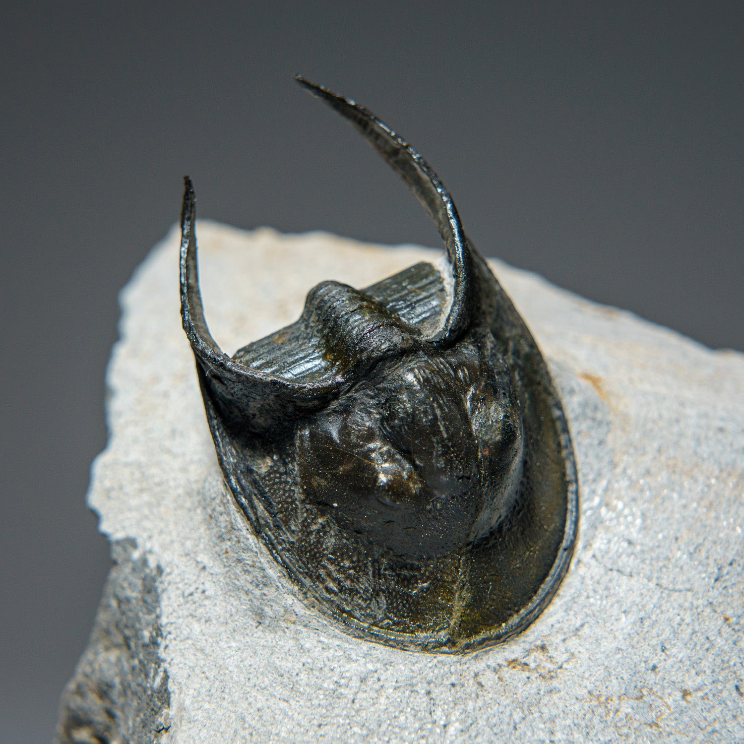 Ceratarges Spinosus Trilobite from Morocco (452.1 grams)