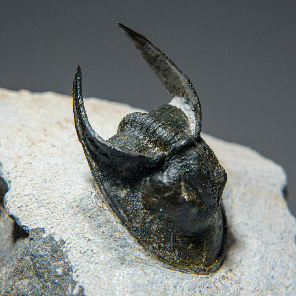 Ceratarges Spinosus Trilobite from Morocco (452.1 grams)