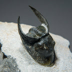 Ceratarges Spinosus Trilobite from Morocco (452.1 grams)