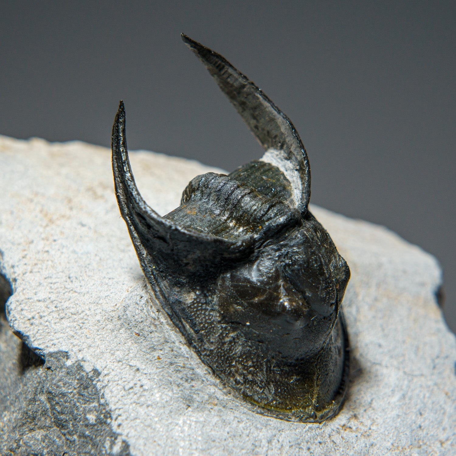 Ceratarges Spinosus Trilobite from Morocco (452.1 grams)