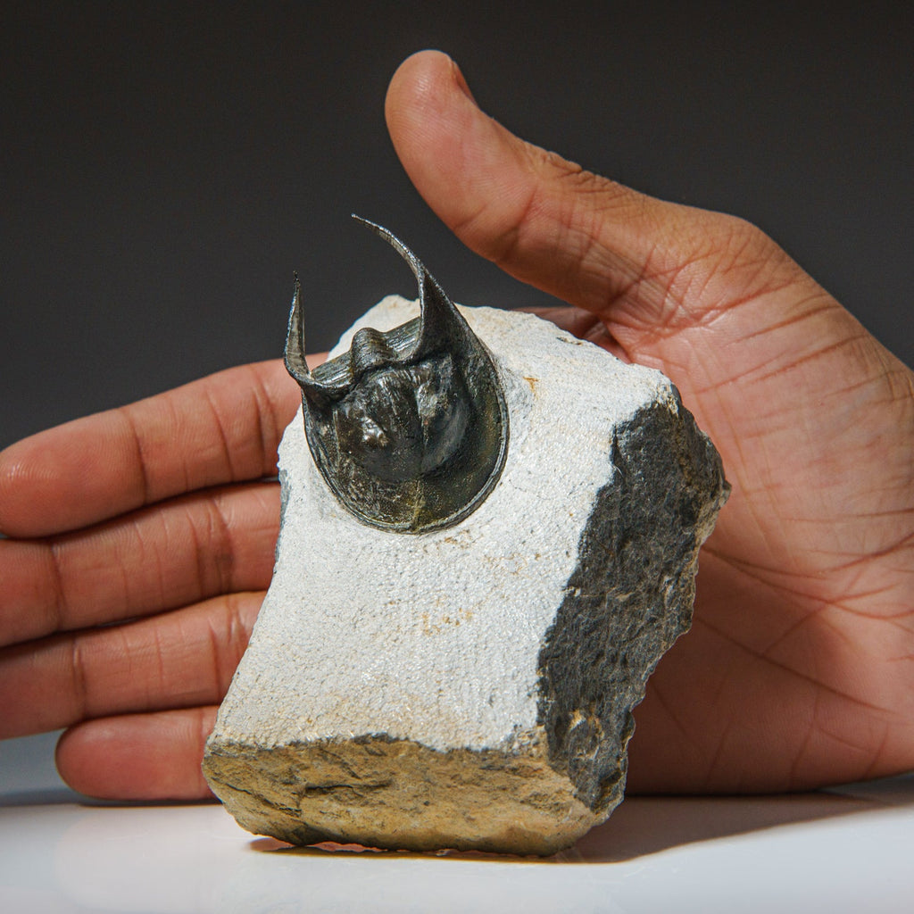 Ceratarges Spinosus Trilobite from Morocco (452.1 grams)