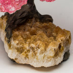 Small Rose Quartz Clustered Gemstone Tree on Citrine Matrix