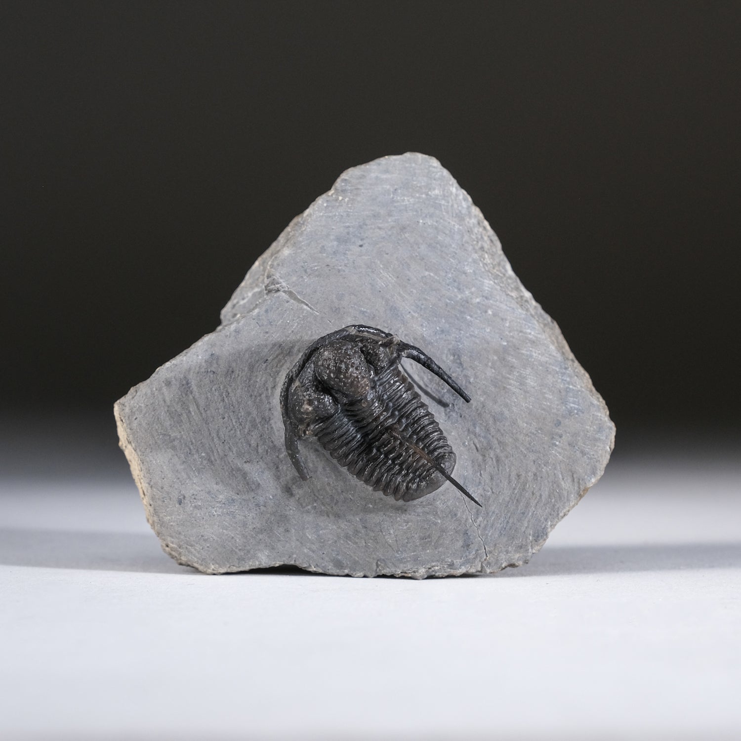 Ceratarges armatus Trilobite from Morocco (186 grams)
