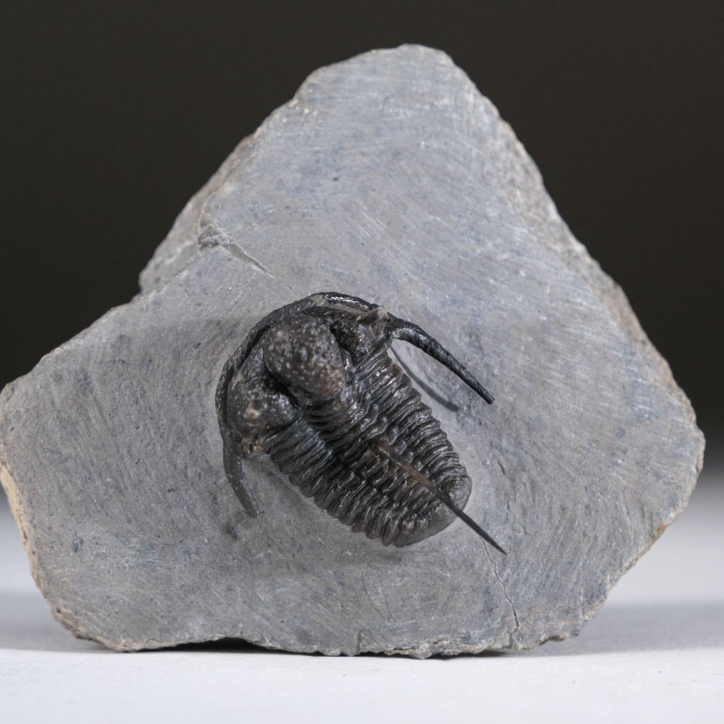 Ceratarges armatus Trilobite from Morocco (186 grams)