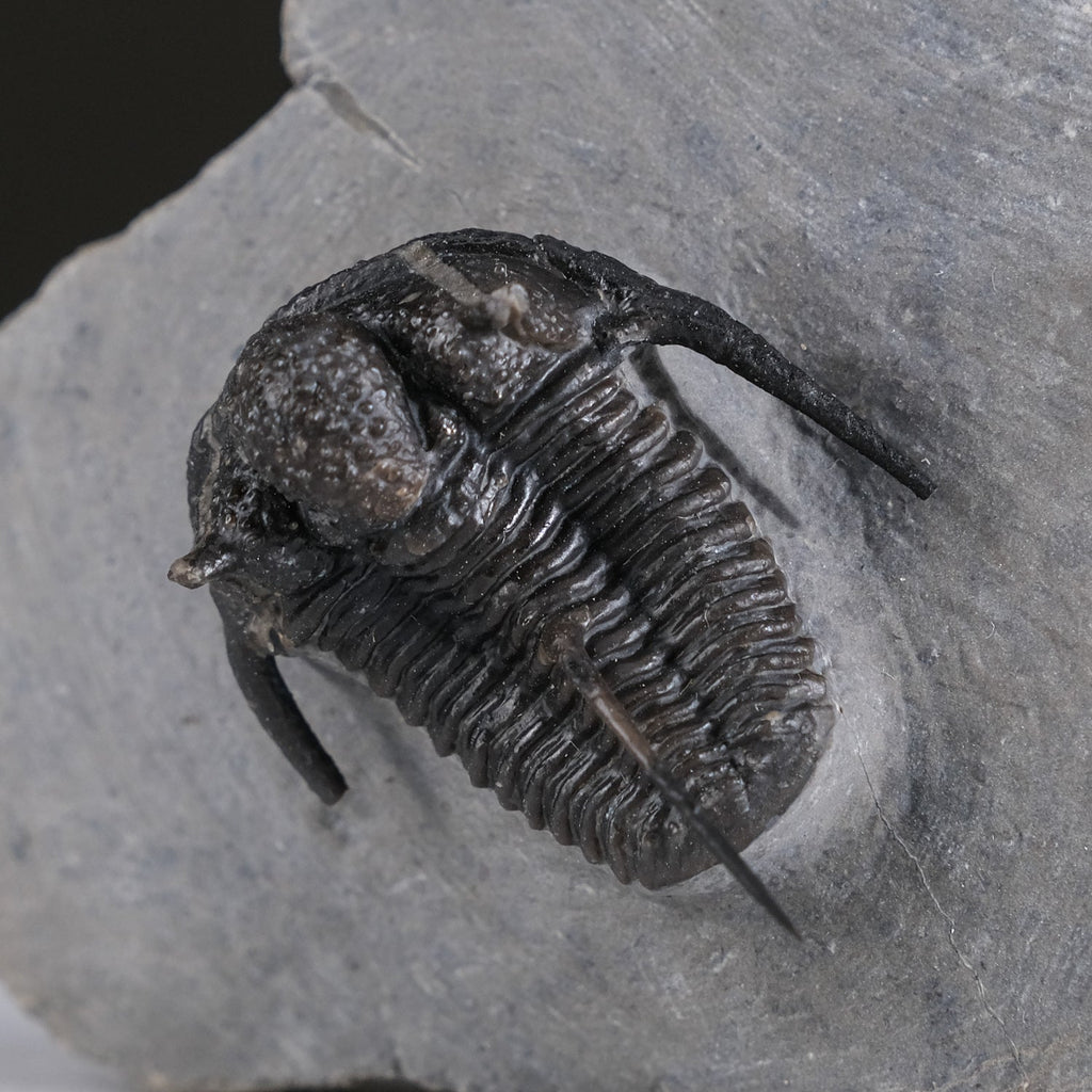 Ceratarges armatus Trilobite from Morocco (186 grams)