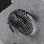 Ceratarges armatus Trilobite from Morocco (186 grams)